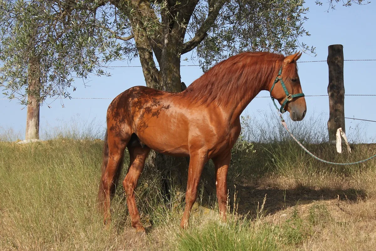 andalusians, pre stallion, spanish stallion, chestnut stallion, nature, pura raza española, horse, spain, spanish, animal, pre, stallion
