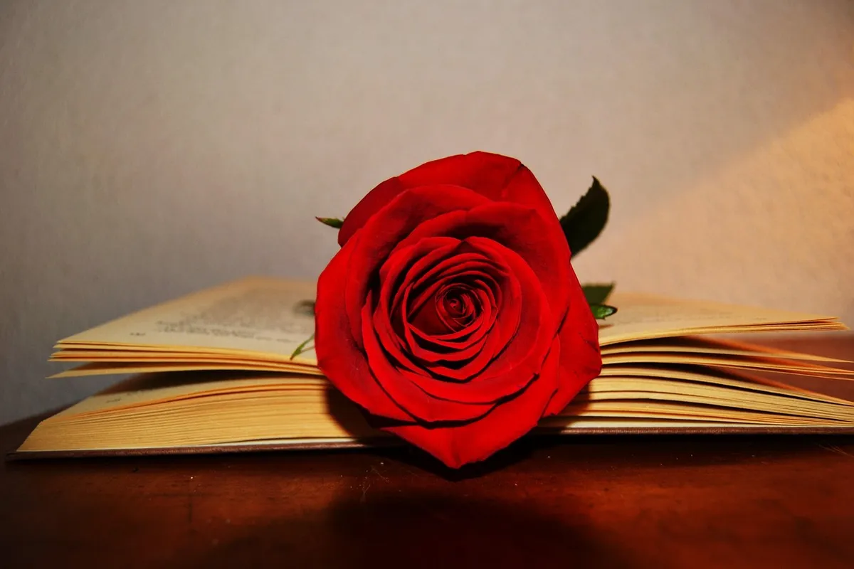 書籍、玫瑰、玫瑰紅、玫瑰花、慶祝、聖喬治、聖 Jordi