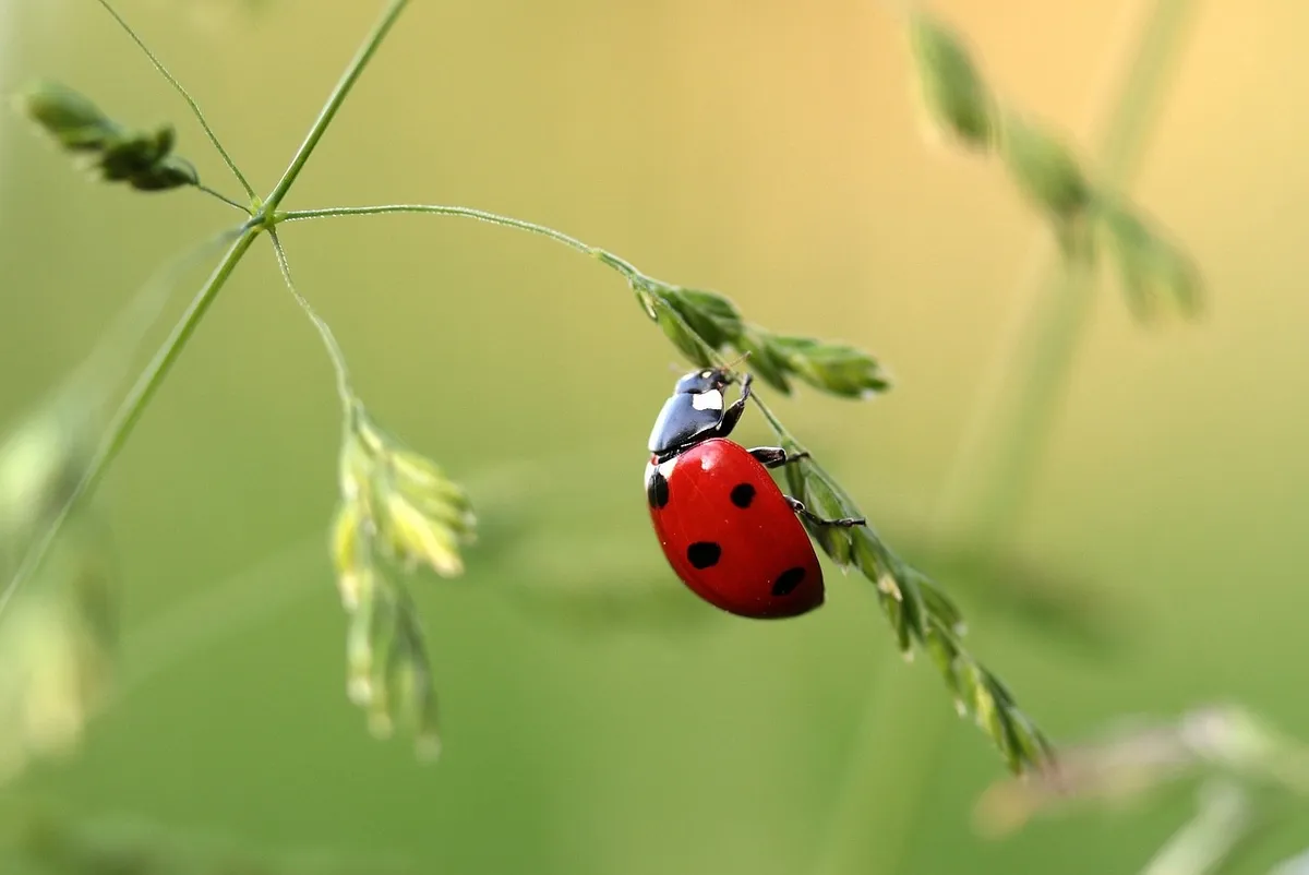 ladybug, beetle, coccinellidae, insect, red beetle, spotted beetle, small, lucky charm, blade of grass, crawl, close up, fauna, nature, ladybug, ladybug, ladybu