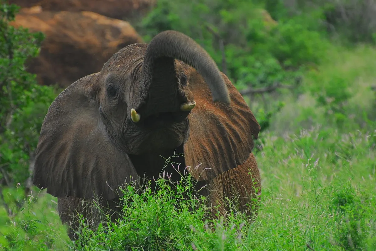 elephant, tsavo, kenya, safari, africa, wilderness, nature, wild, landscape, big, conservation, endangered, grass, tsavo west national park, community, outdoors