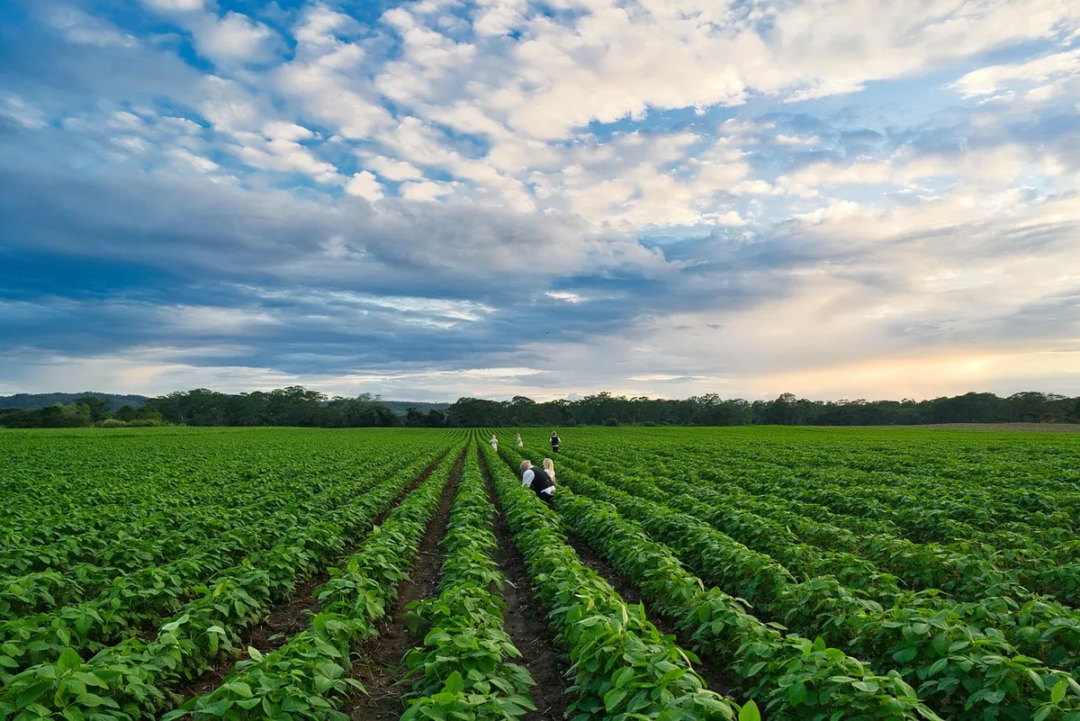 field, farmer, crops, sunset, beautiful, nature, spanish lookout, rural, belize, landscape