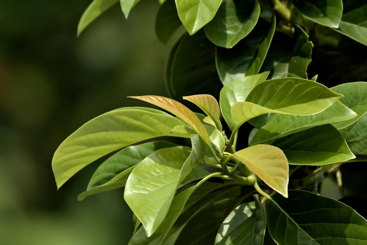 leaves, green, growth leaves, plant, flora, tree, botany, growth, nature, green, tree, tree, tree, tree, tree