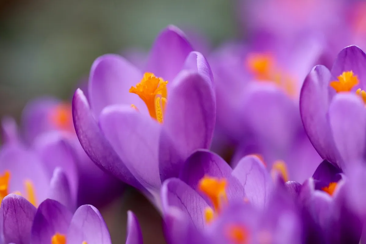 crocus, stamens, pistils, early bloomer, spring awakening, petals, blooms, blossoms, nature, bloom, purple flowers, crocus, bloom, bloom, bloom, bloom, bloom